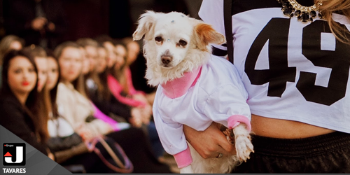 Mercado Pet de Luxo investe cada vez mais em festas especiais para cães e gatos